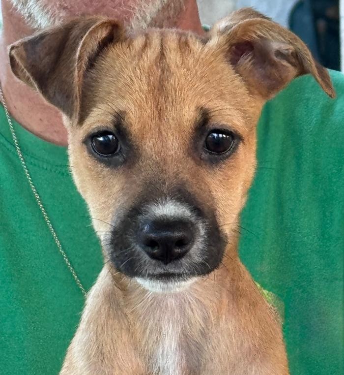 Chiens à adopter